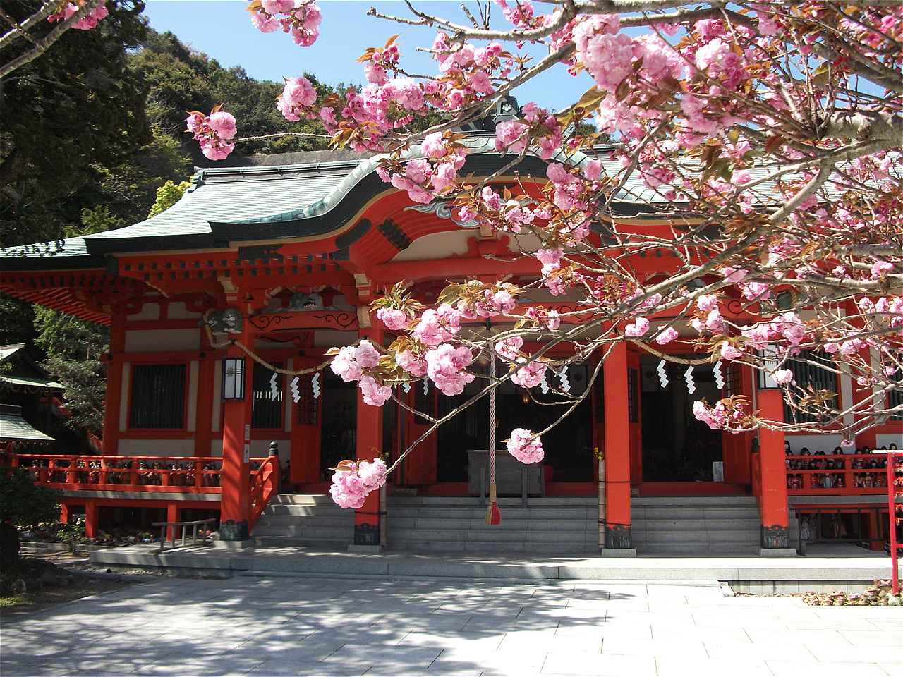 桜
